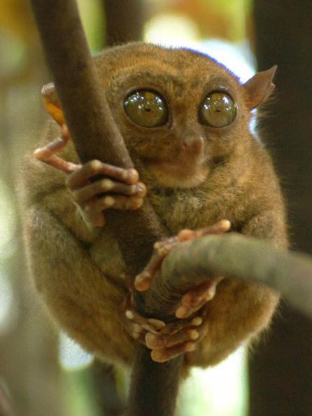 眼鏡猴