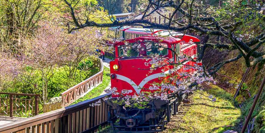 阿里山櫻花季